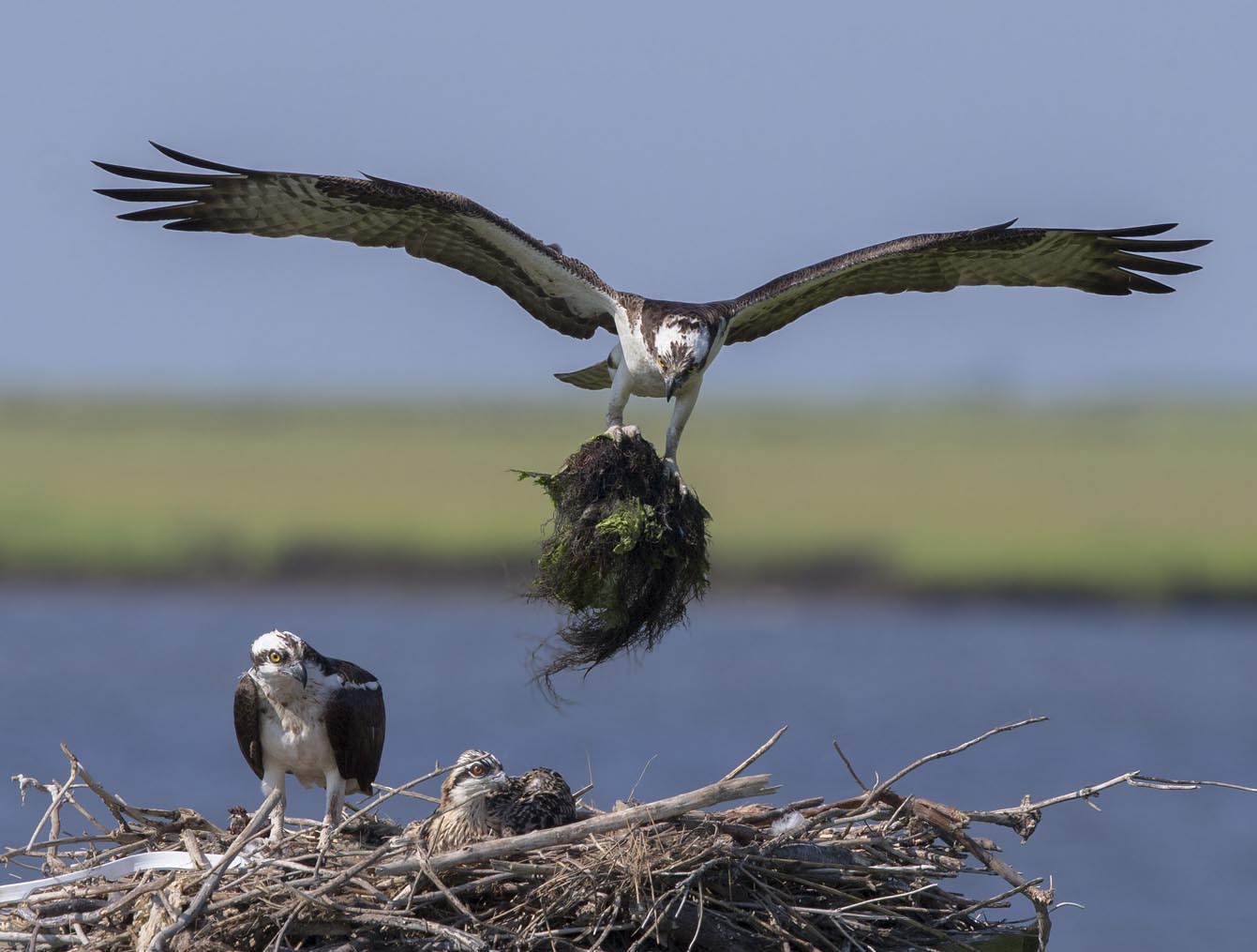 Osprey w nest material 8458s