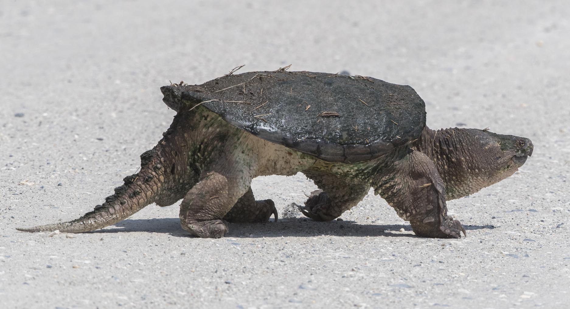 Snapping Turtle crossing road 0178s