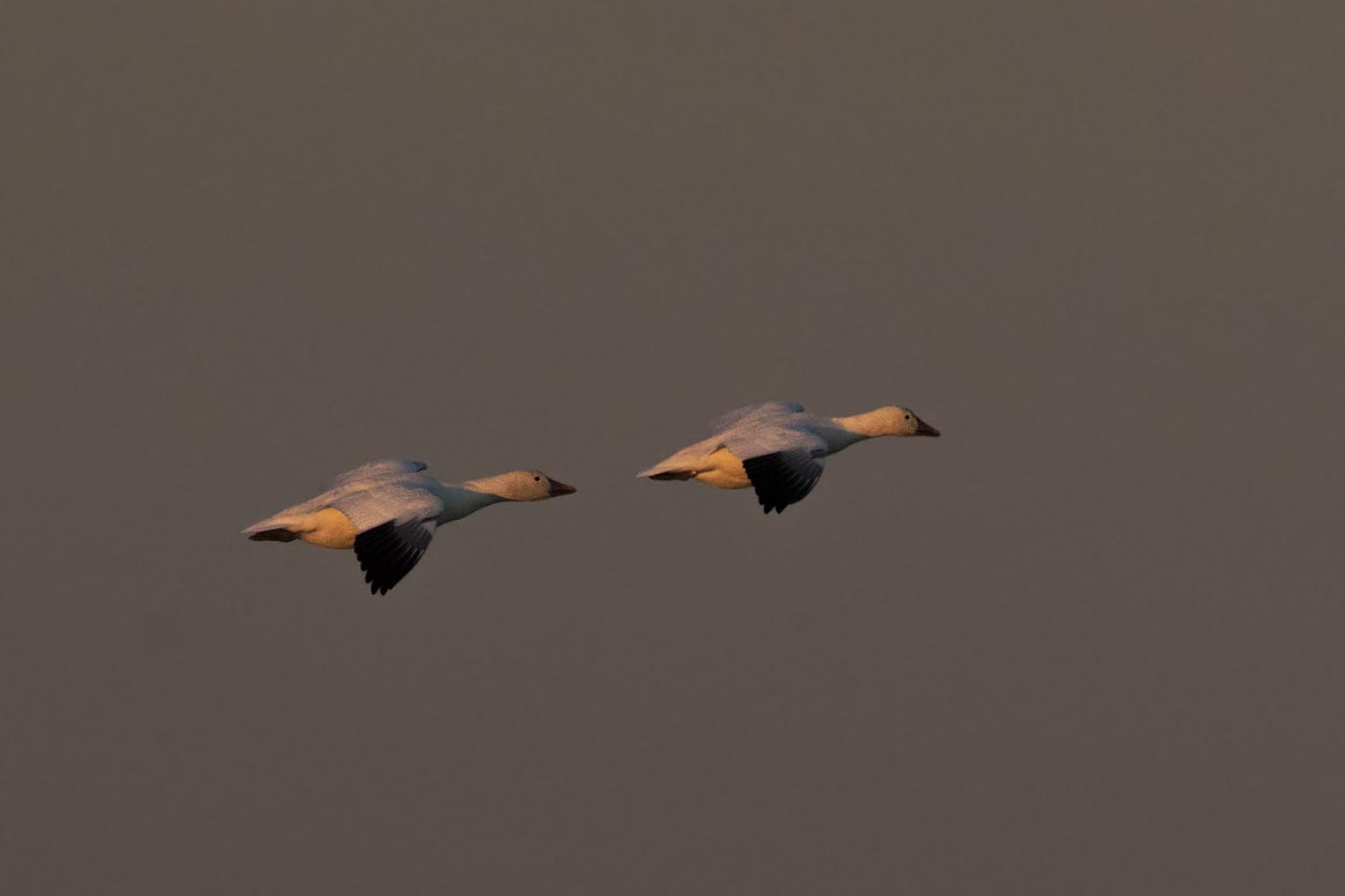 Snow Geese at dusk p 4181s