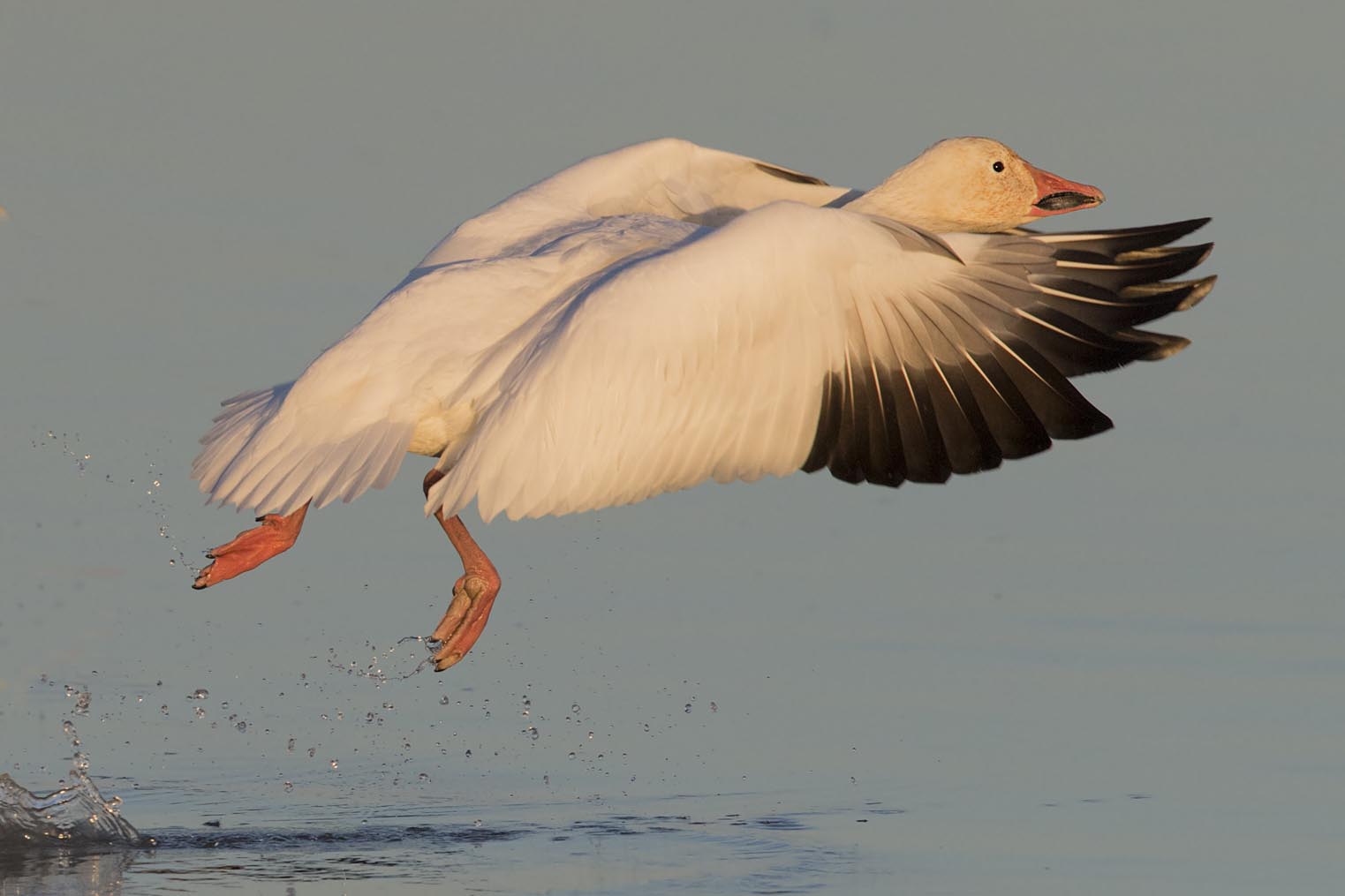 Snow Goose taking off 3726bs