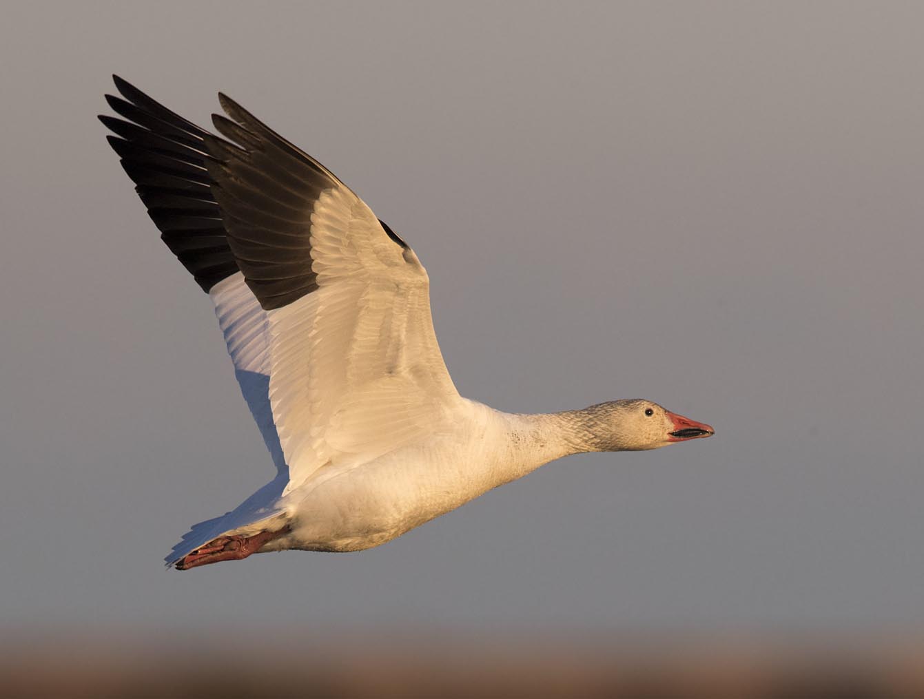 Snow Goose taking off 3810s