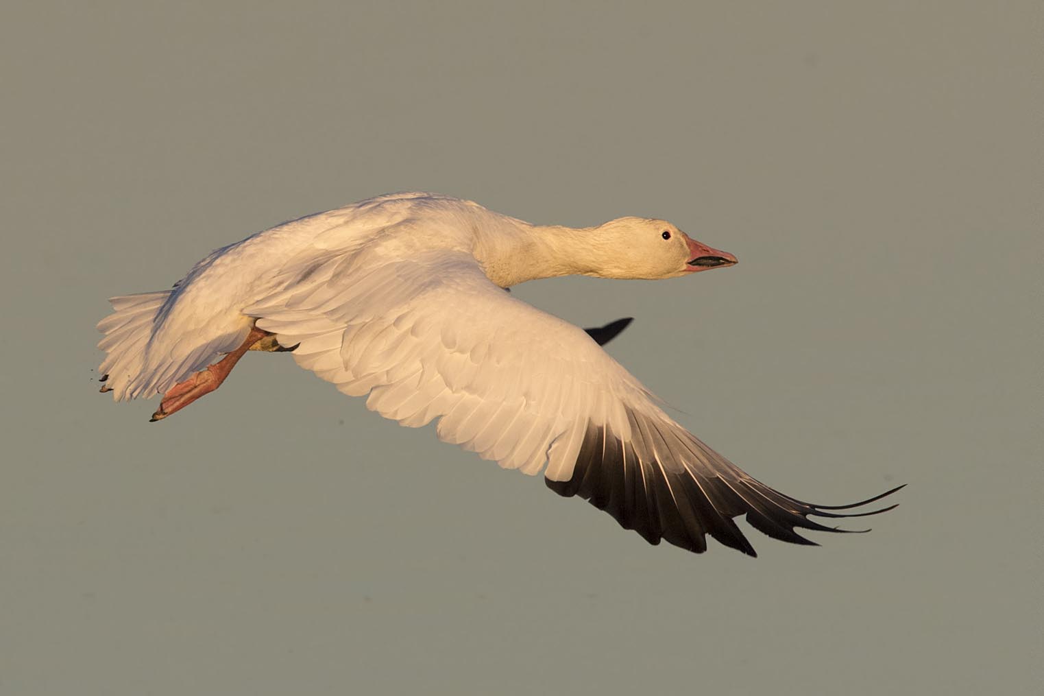 Snow Goose taking off 3835s