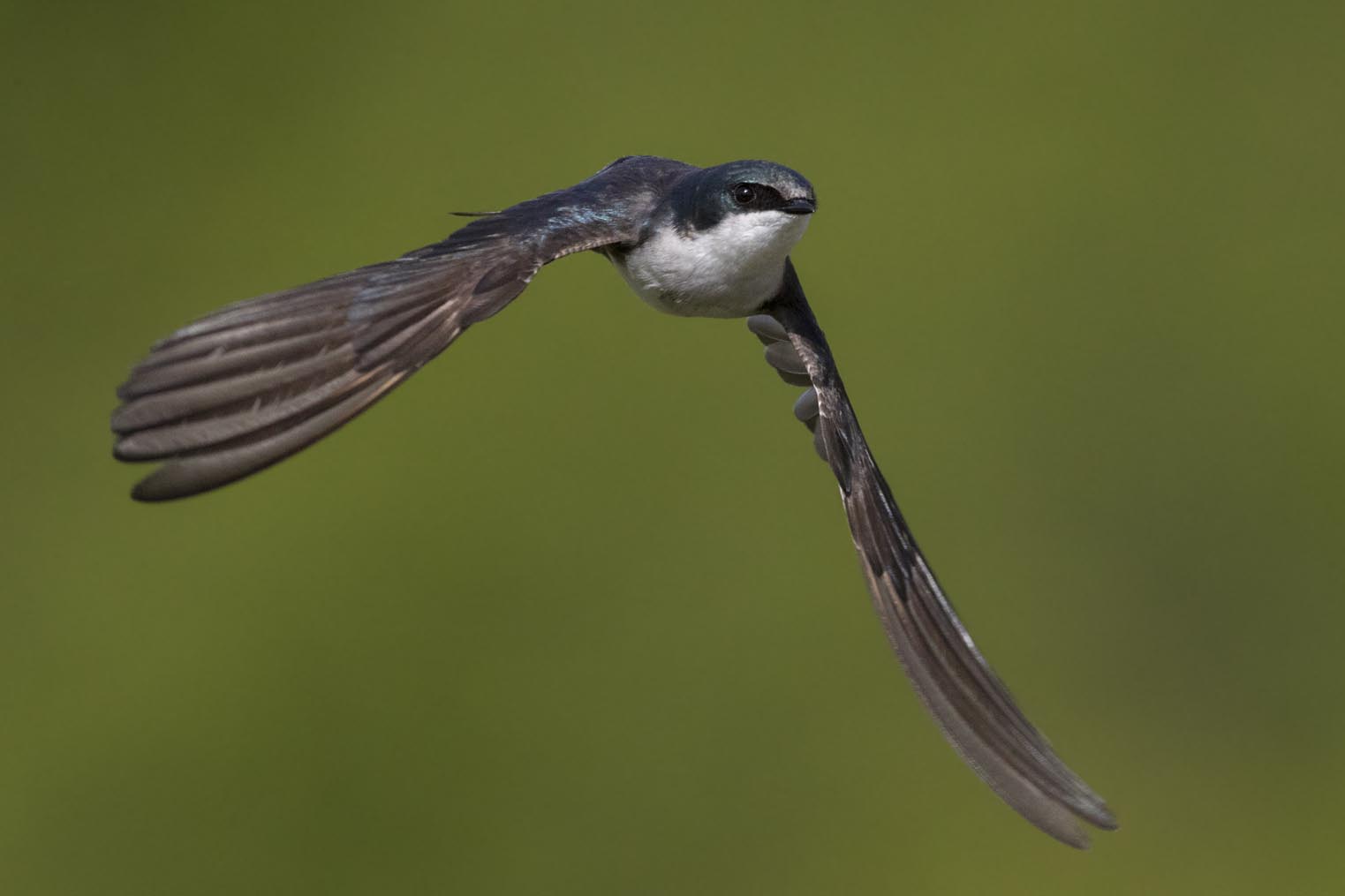 Tree Swallow flying 2672s