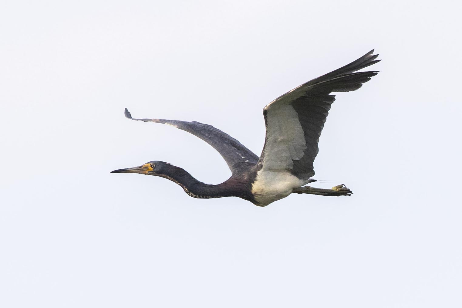 Tricolored Heron flying 1770s