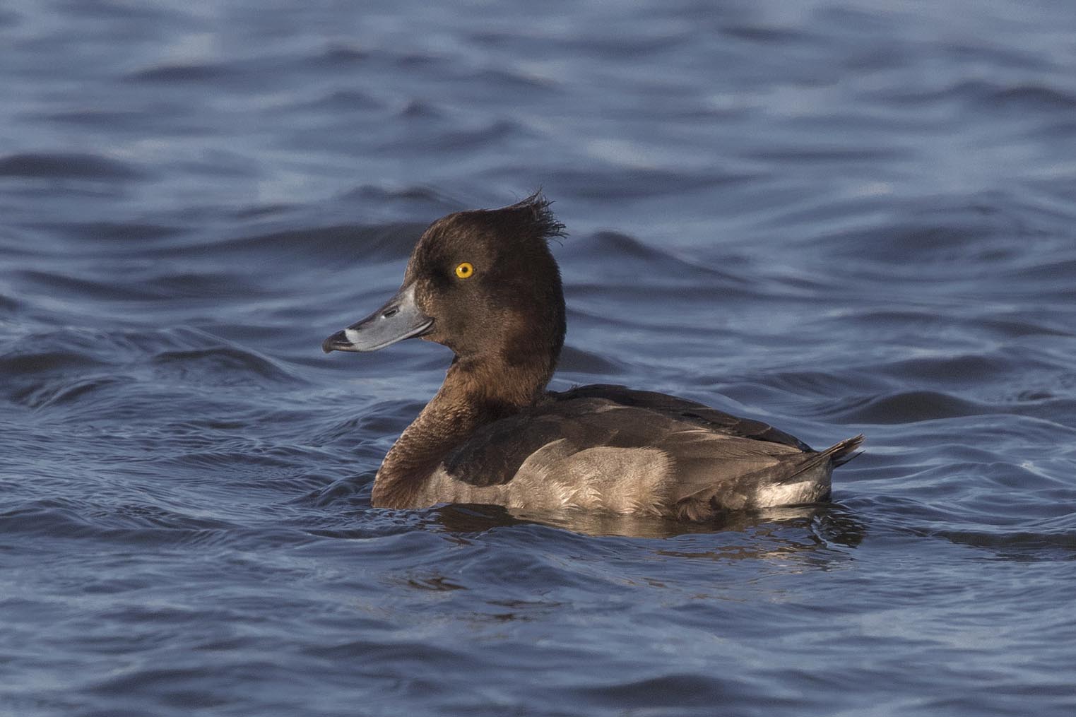 Tufted Duck f 7728s