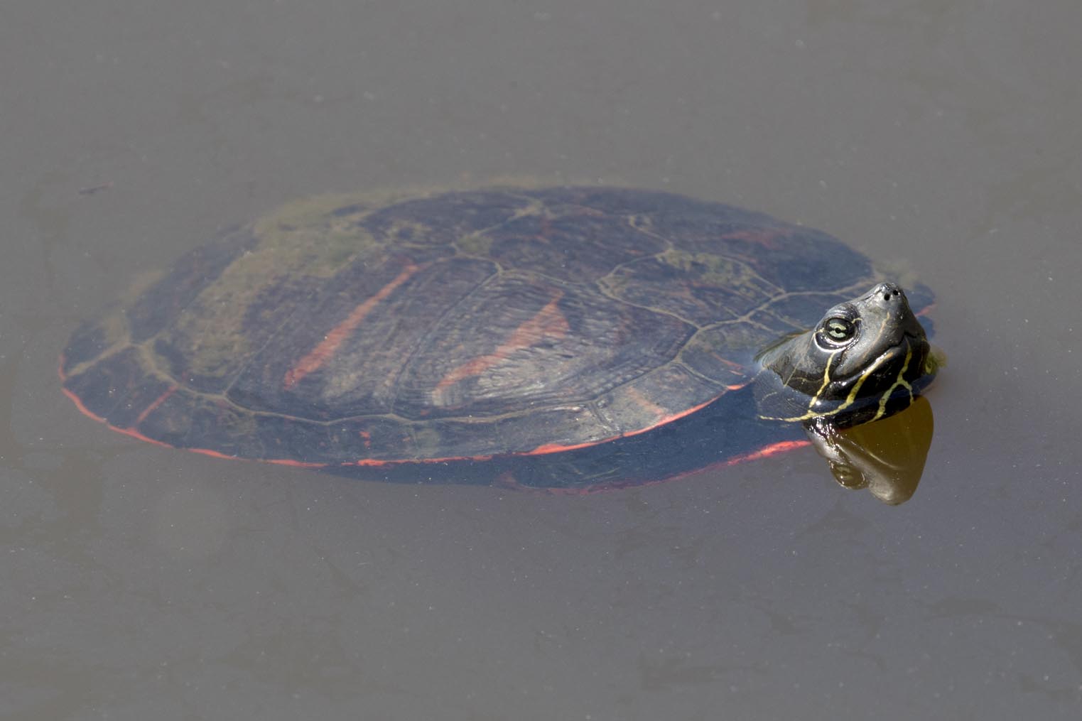 Turtle swimming 5458s
