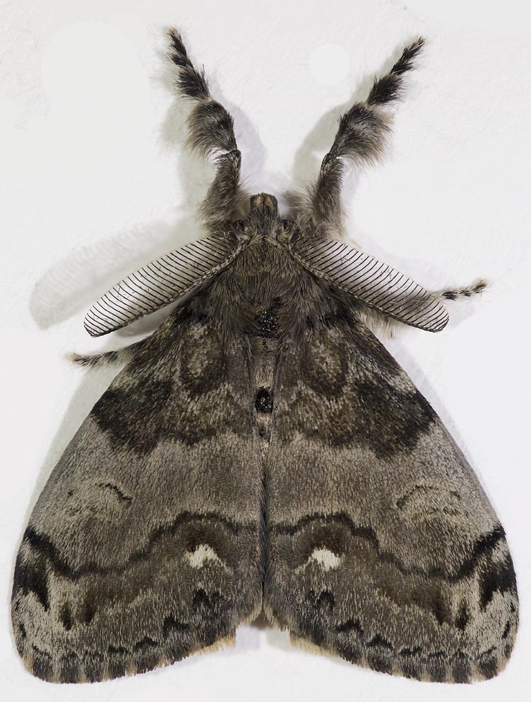White-marked Tussock Moth 8169-8186cs
