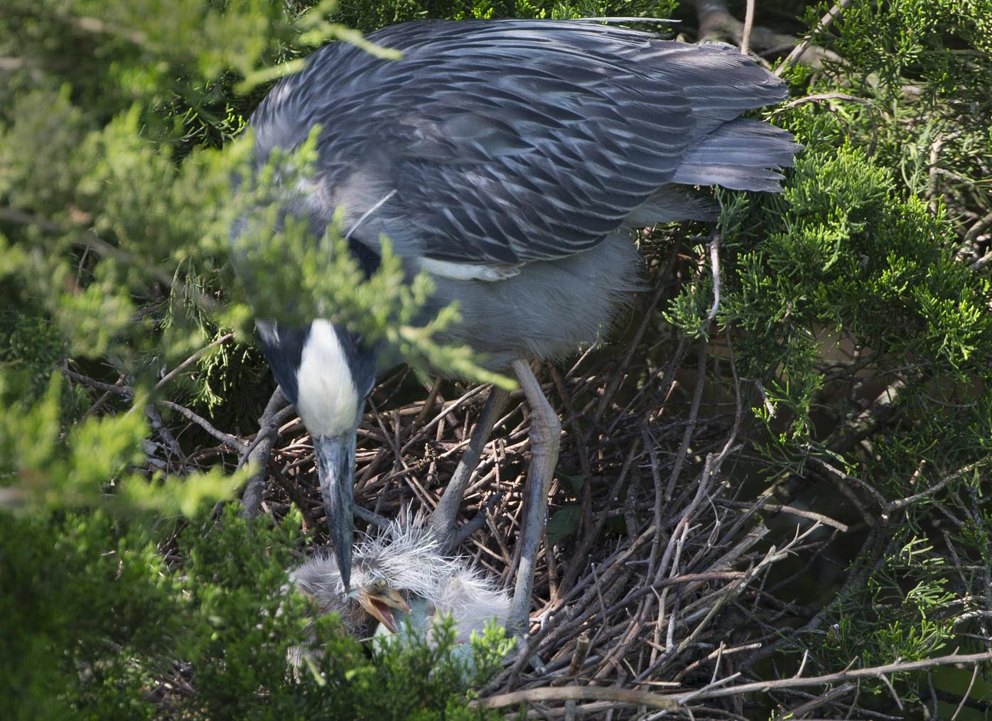 Yellow-crowned Night-heron and new born 4278s