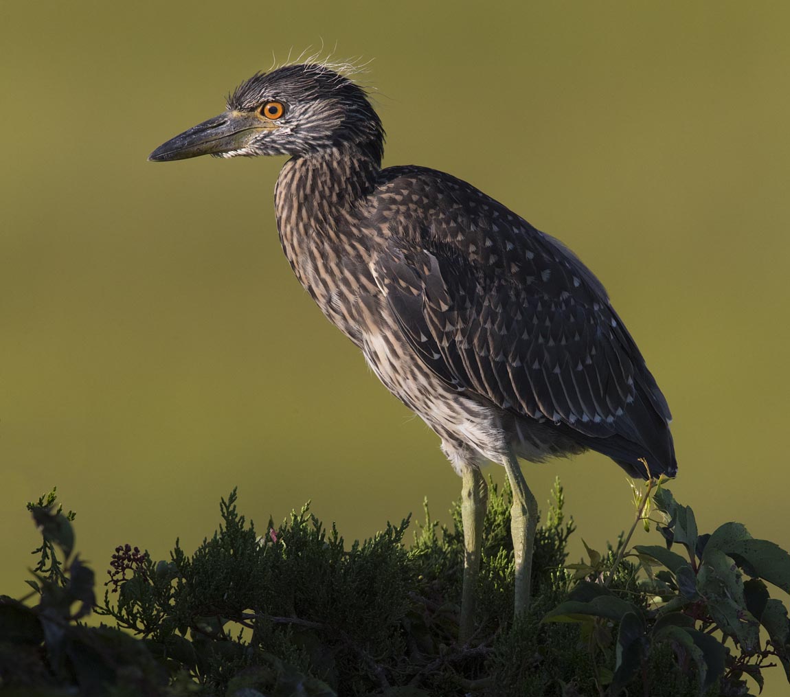 Yellow-crowned Night-heron early light jv 8031s