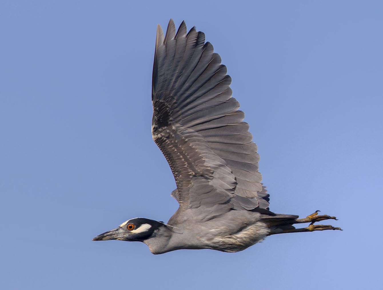 Yellow-crowned Night-heron flying 1460s