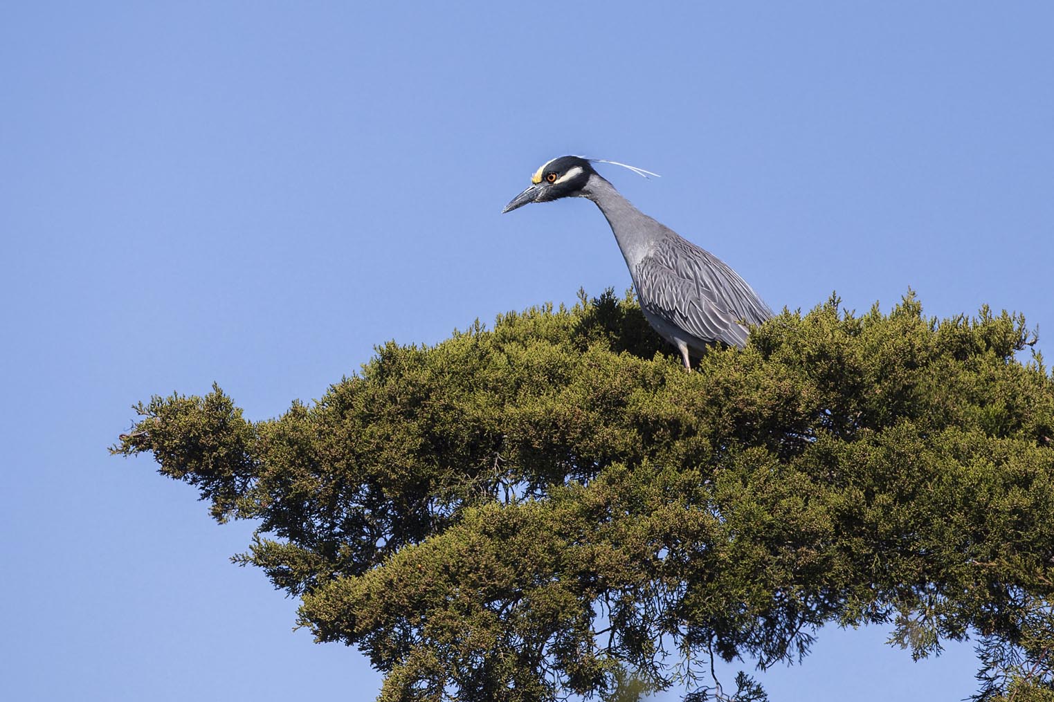 Yellow-crowned Night-heron on treetop 1018s