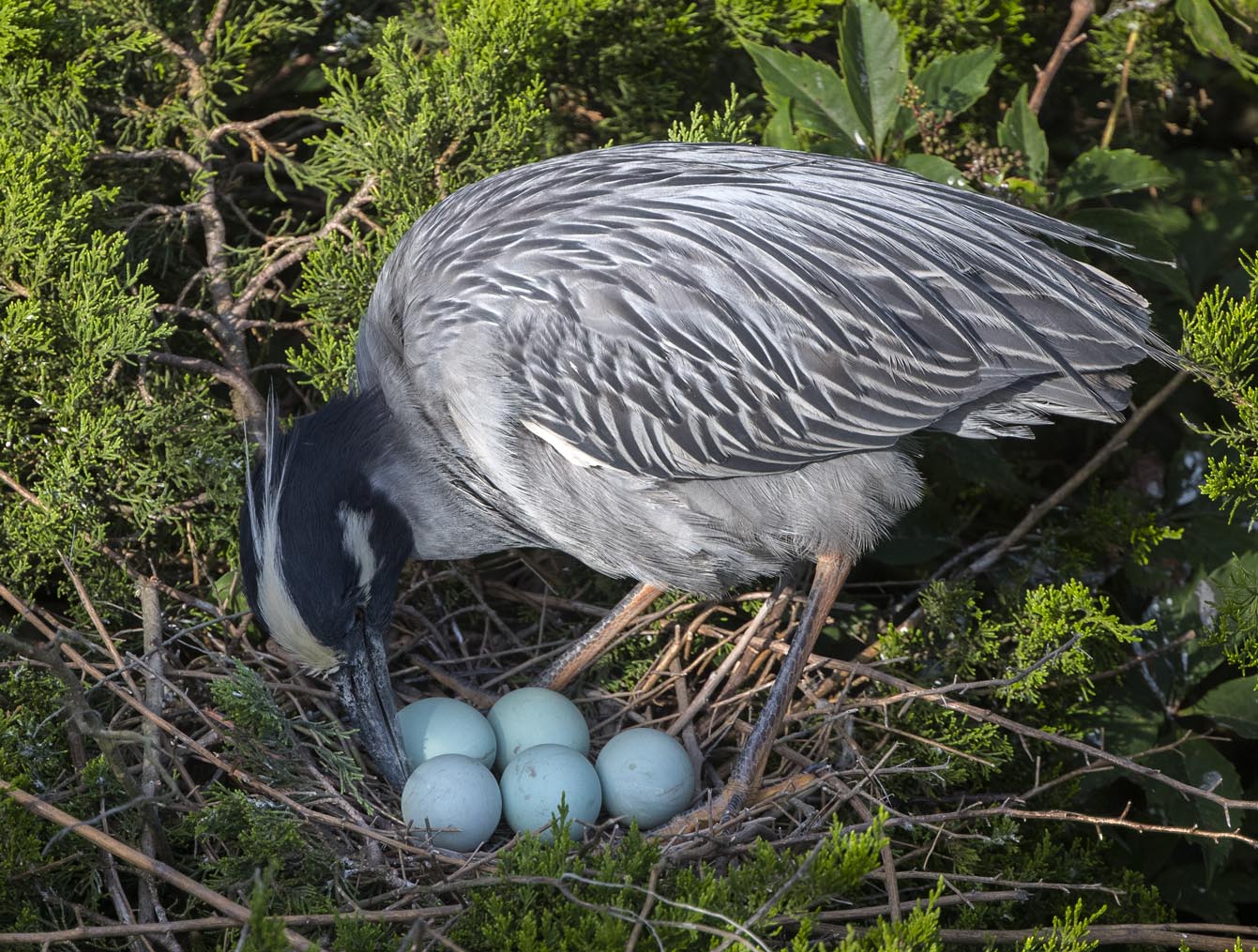 Yellow-crowned Night-heron w eggs 5687s