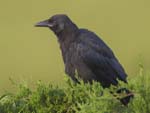 American Crow on treetip 3089s