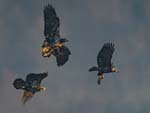 Bald Eagle chase 9977s