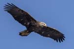 Bald Eagle flying jv 0534s