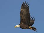 Bald Eagle flying w fish 0059s