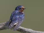 Barn Swallow 0131s