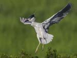 Black-Crowned Night-heron hovering 9775s