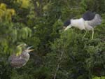 Black-crowned Night-heron feeding jv 8314s