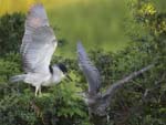 Black-crowned Night-heron feeding jv 8337s