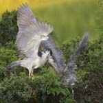 Black-crowned Night-heron feeding jv 8342s