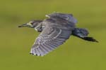 Black-crowned Night-heron flying 3521s