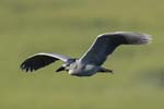 Black-crowned Night-heron flying 8688s