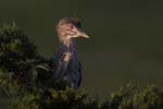 Black-crowned Night-heron jv 4478s