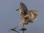 Black-crowned Night-heron jv 9215s