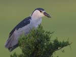 Black-crowned Night-heron on treetop 3464s