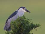 Black-crowned Night-heron on treetop 3498s