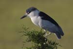 Black-crowned Night-heron on treetop 3939s