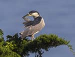 Black-crowned Night-heron preening 0319s