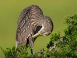 Black-crowned Night-heron preening jv 3954s