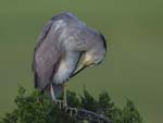 Black-crowned Night-heron preening on treetop 3443s