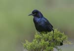 Boat-tailed Grackle 3478s