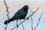 Boat-tailed Grackle 3497s