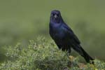 Boat-tailed Grackle 3782s
