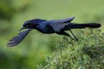 Boat-tailed Grackle takeing off 3788s
