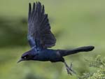 Boat-tailed Grackle taking off 3789s