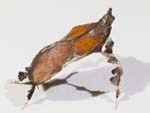 Boxwood Leaftier Moth 2796-2887cs