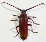 Brown Prionid Beetle 31mmL 4324-4333cs