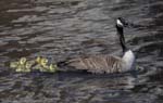 Canada Goose w 5 chicks 0521s
