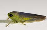 Chlorotettix tergatus Leafhopper 7.7mmL 9200-9263cs