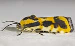Common Spragueia Moth 10mmOAL 5928-6014cs