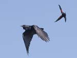 Crow and Redwing Blackbird 0729s