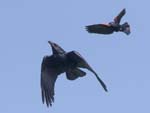 Crow and Redwing Blackbird 0739s