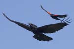 Crow and Redwing Blackbird 0747s