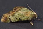 Dimorphic Macalla Moth 12mmOAL 1.3X 280um 0478-0521cs