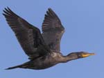 Double-crested Cormorant flying 9035s